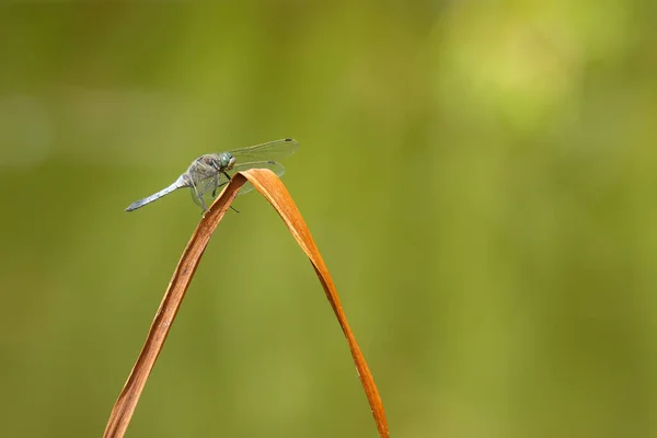 Κλείσιμο Του Dragonfly Θολή Φόντο — Φωτογραφία Αρχείου