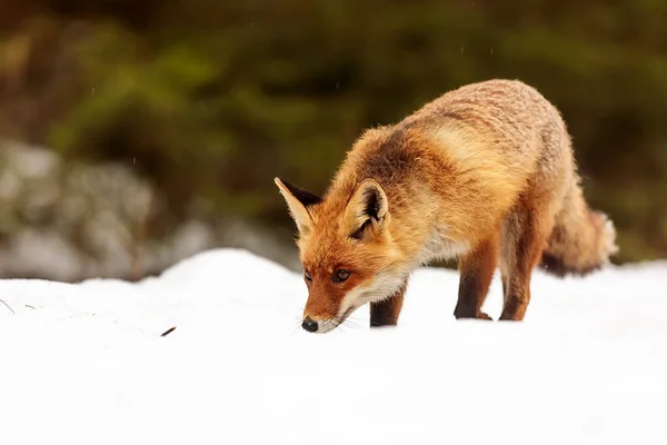 Raposa Vermelha Vulpes Vulpes Está Andando Neve Deserto — Fotografia de Stock