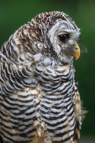 Ufous Legged Owl Closeup Portrait — Stock Photo, Image