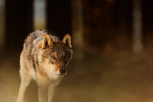 Lobo Cinzento Canis Lupus Retrato Floresta Inverno Durante Dia — Fotografia de Stock