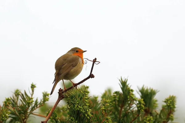 Small Bird Sitting Tree — Stock Photo, Image