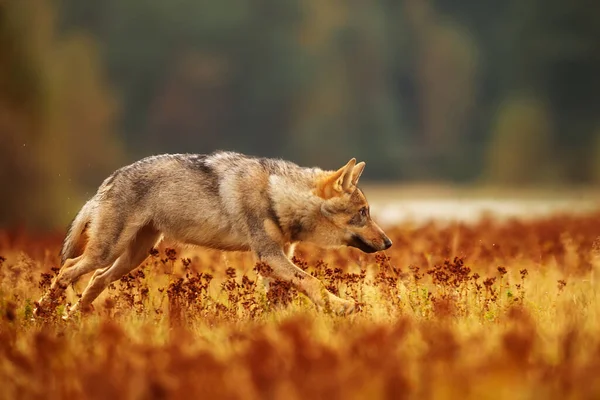 Lobo Euroasiático Está Corriendo Prado Naturaleza —  Fotos de Stock