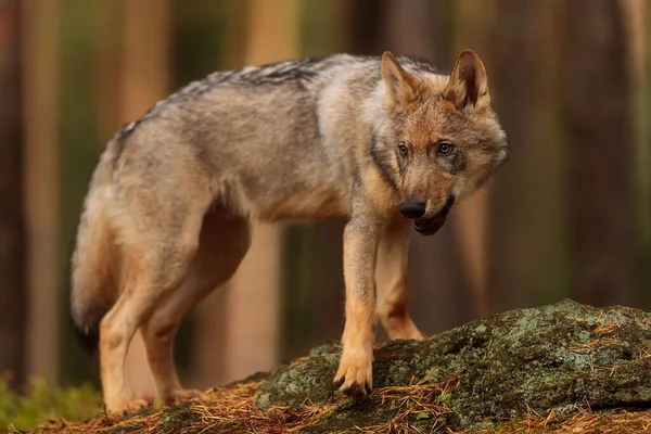 Lobo Euroasiático Con Fondo Bosque Otoñal — Foto de Stock