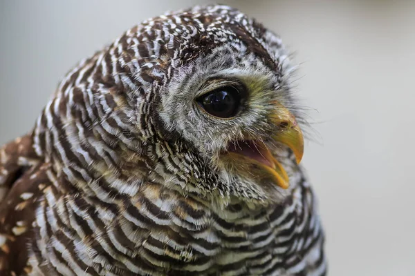 Ufous Legged Owl Close Portrait — 图库照片