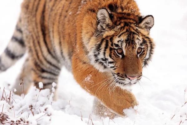 西伯利亚虎Panthera Tigris Tigris在雪地森林里 — 图库照片