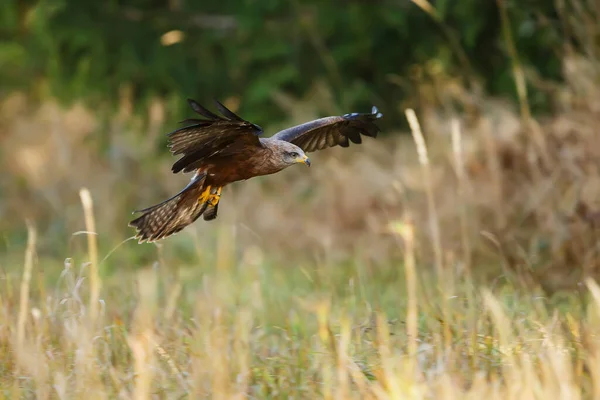 Black Kite Bird Animal — Foto Stock