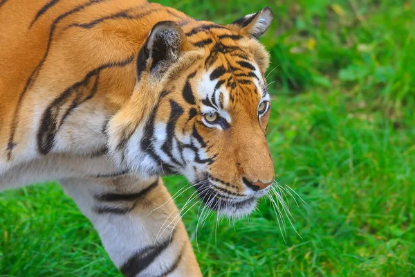 Porträtt Vuxen Tiger Djurpark Dagtid — Stockfoto