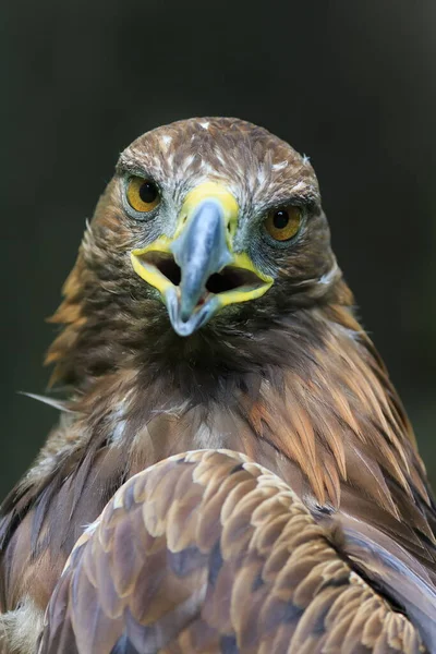 Golden Eagle Κοντινό Πλάνο Θολή Φόντο — Φωτογραφία Αρχείου