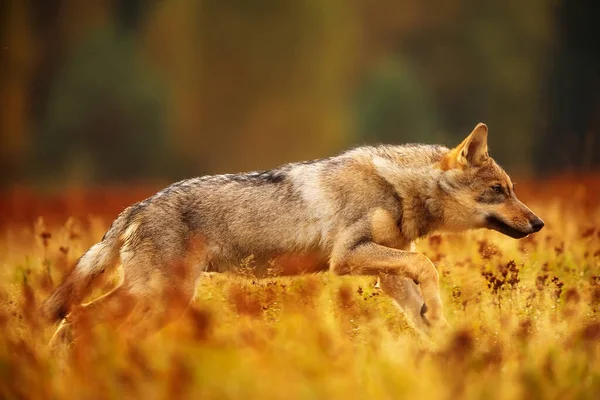 Lobo Euroasiático Está Corriendo Prado Naturaleza —  Fotos de Stock