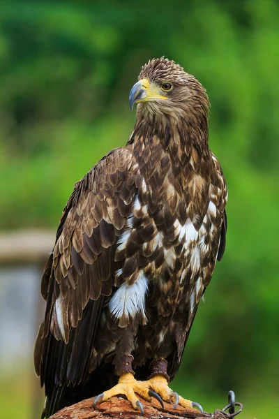 White Tailed Eagle Sitting Trunk — Stock Photo, Image