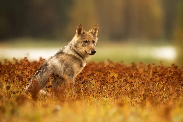 Őszi Erdei Hátterű Eurázsiai Farkas — Stock Fotó