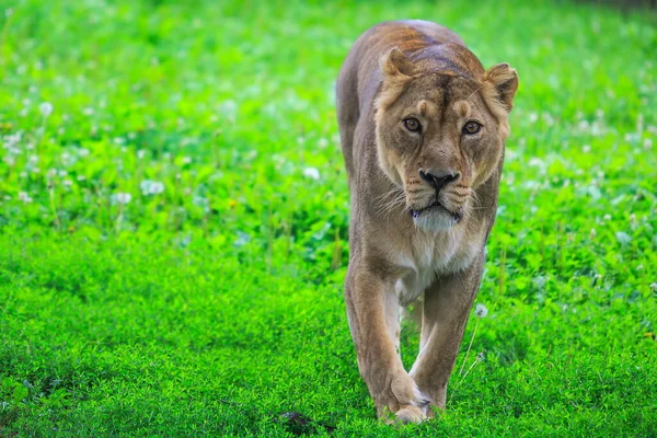 青草中的成年母狮 — 图库照片