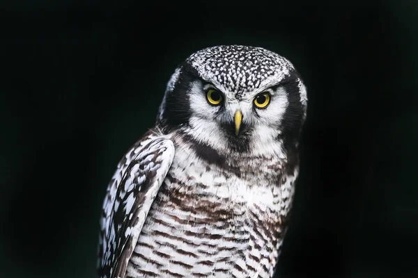 Northern Hawk Owl Portrait Daytime — Stock Photo, Image