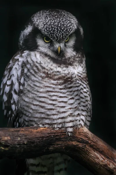 Βόρεια Hawk Owl Πορτρέτο Την Ημέρα — Φωτογραφία Αρχείου