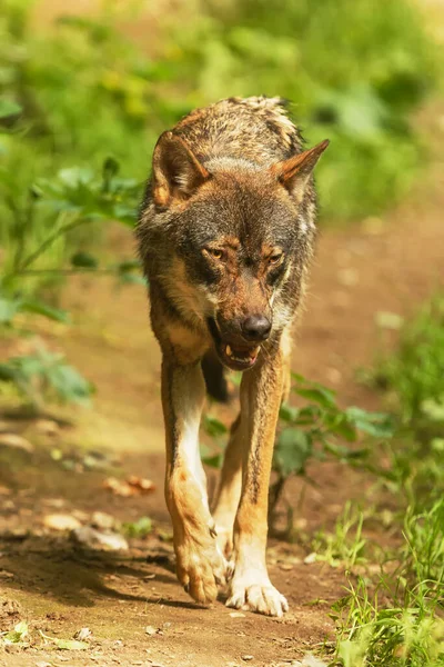 Lobo Eurasiano Com Fundo Floresta Outonal — Fotografia de Stock