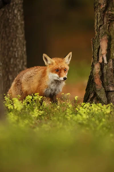 Κόκκινη Αλεπού Στο Δάσος Την Ημέρα — Φωτογραφία Αρχείου