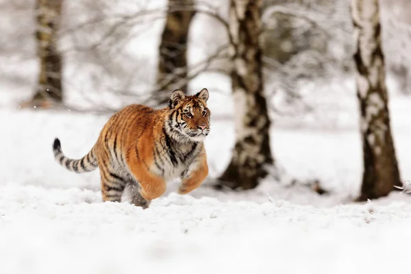 Tigre Siberiano Tigris Tigris Panthera Floresta Nevada — Fotografia de Stock