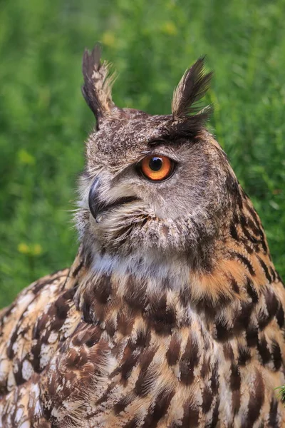 Eurasian Eagle Owl Portrait Daytime Shot Wild Nature — Foto Stock