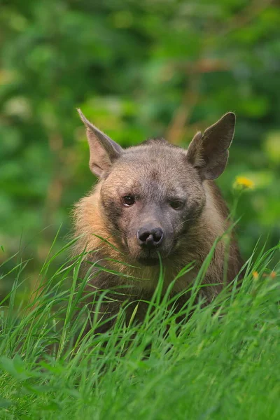 Bruine Hyena Het Bos — Stockfoto