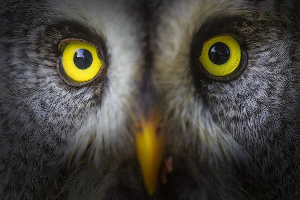 Velké Grey Owl Detailní Záběr — Stock fotografie