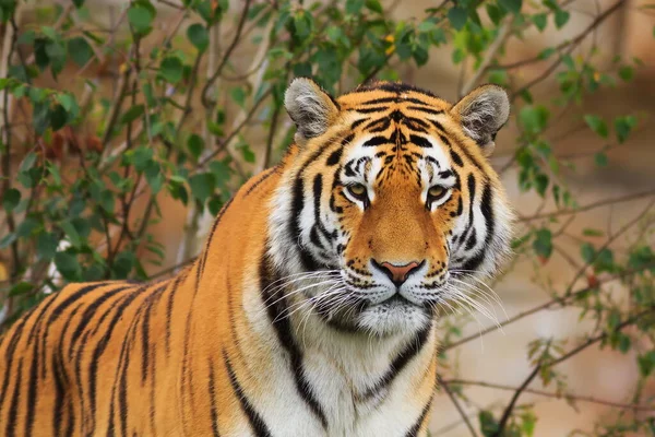 Detaljerad Bild Vuxen Tiger — Stockfoto