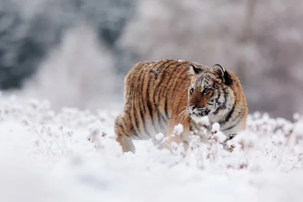 Σιβηρική Τίγρης Panthera Tigris Tigris Στο Χιονισμένο Δάσος — Φωτογραφία Αρχείου