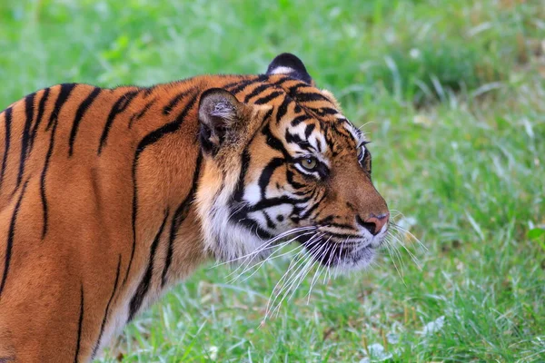 Портрет Взрослого Тигра Зоопарке Днем — стоковое фото