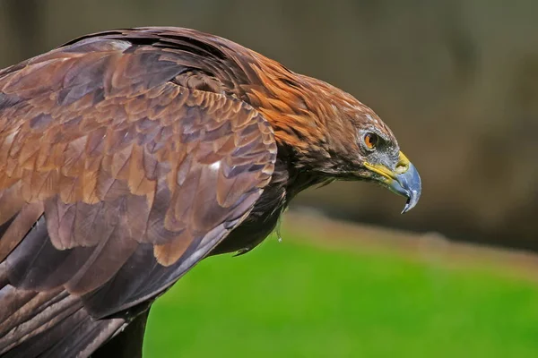 Águila Dorada Primer Plano Con Fondo Borroso — Foto de Stock