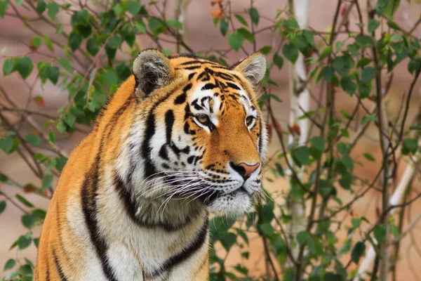 Colpo Dettagliato Tigre Adulta — Foto Stock