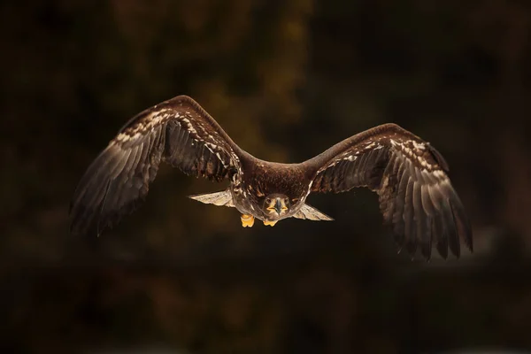 Seeadler Vogel Tier — Stockfoto