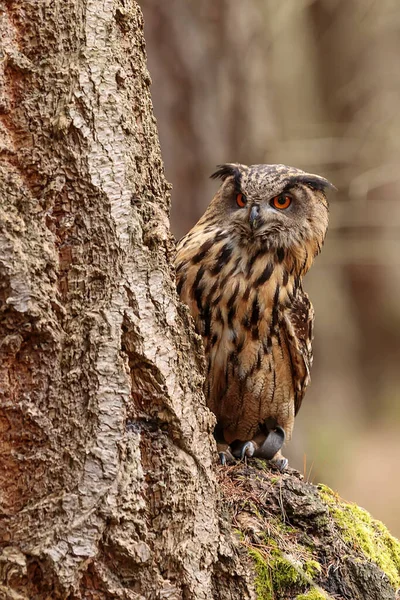 Uhu Adler Sitzt Neben Baum — Stockfoto