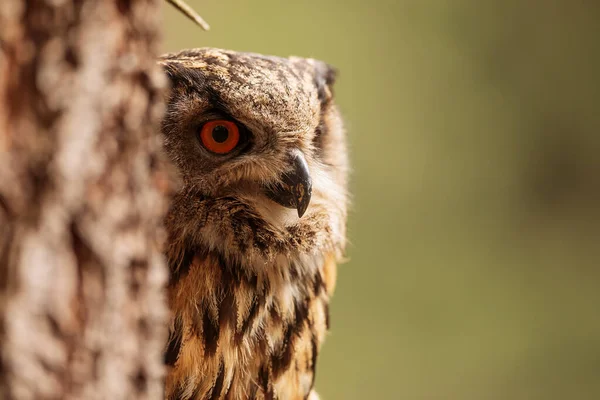 Owl eagle is sitting next to tree