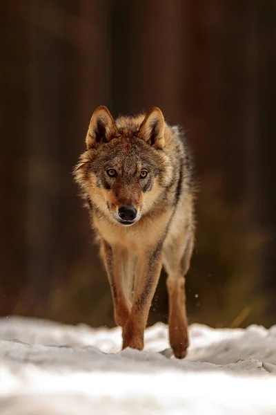 Homem Eurasiático Lobo Canis Lupus Lupus Floresta Nevada — Fotografia de Stock