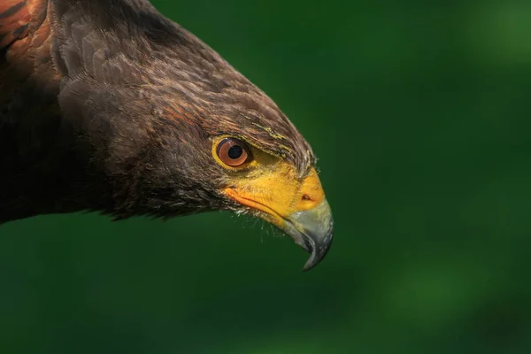 Aigle Royal Gros Plan Avec Fond Flou — Photo