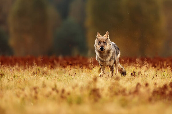 Eurasian wolf is running meadow in the wildness