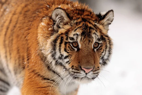 西伯利亚虎Panthera Tigris Tigris在雪地森林里 — 图库照片