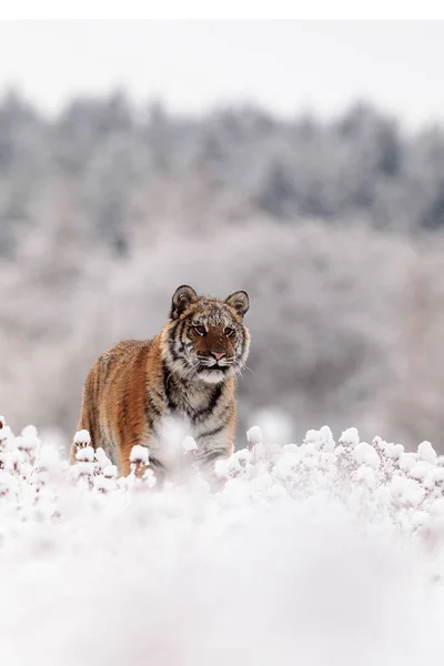 Tigre Siberiana Panthera Tigris Tigris Nella Foresta Innevata — Foto Stock