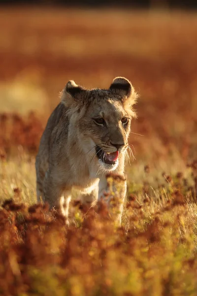 Seule Jeune Lionne Marchant Dans Prairie — Photo