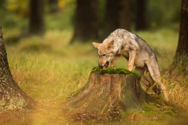 Eurasischer Wolf Mit Herbstlichem Waldhintergrund — Stockfoto