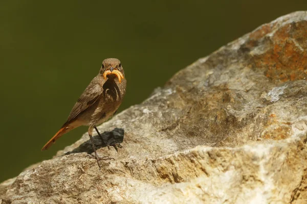 Petit Oiseau Assis Sur Pierre — Photo