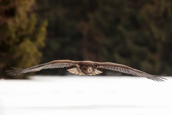 Águila Cola Blanca Vuela Sobre Lago Con Hielo Nieve — Foto de Stock