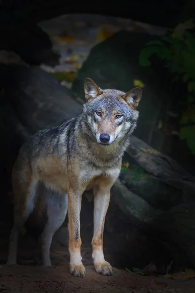 Portret Van Een Wolf Wandelend Het Bos — Stockfoto