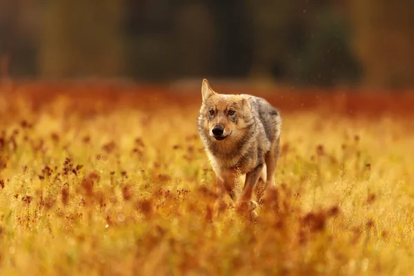 Eurasischer Wolf Läuft Wiese Freier Wildbahn — Stockfoto