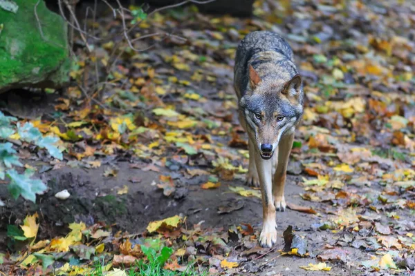 Portret Van Een Wolf Wandelend Het Bos — Stockfoto