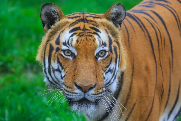 Portrait Adult Tiger Zoo Daytime — Photo