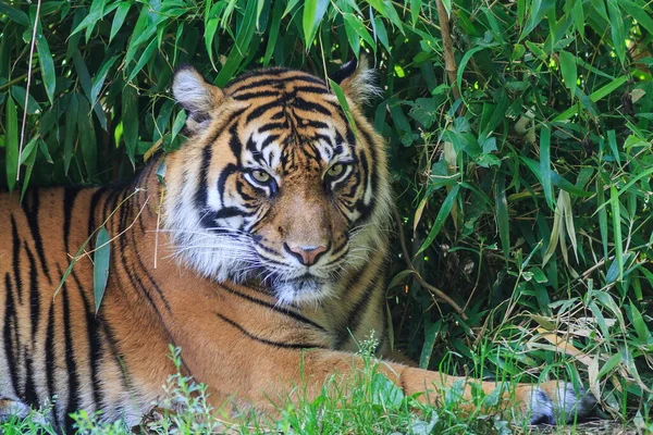 Szczegółowe Ujęcie Dorosłego Tygrysa — Zdjęcie stockowe
