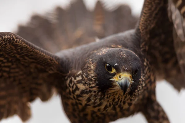 Saker Falcon Closeup Portrait — 스톡 사진