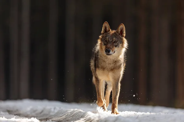 Lobo Cinzento Canis Lupus Retrato Floresta Inverno Durante Dia — Fotografia de Stock