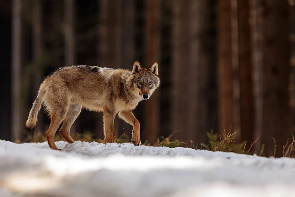 Férfi Eurázsiai Farkas Canis Lupus Lupus Havas Erdőben — Stock Fotó