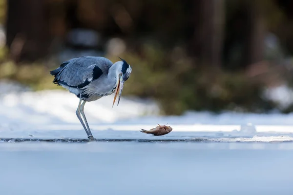 Grijze Reiger Die Vis Vangt Uit Een Ijsgat — Stockfoto